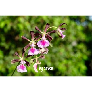 Hoa lan củ tỏi lưỡi đẹp lạ thơm phức