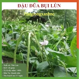Hạt giống Đậu đũa bụi lùn (không leo giàn),dễ trồng, sai trái, trồng quanh năm, đóng gói 20gr - tỷ lệ này mầm cao