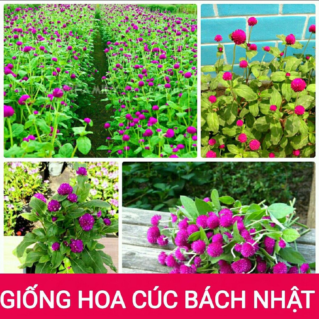 Hạt Giống Hoa Cúc Bách Nhật Nhiều Màu