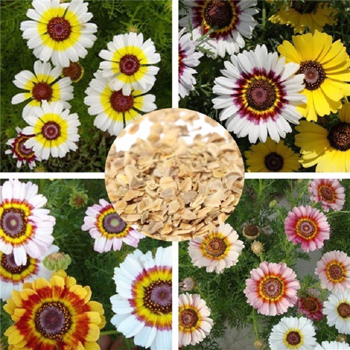Hạt giống hoa cúc chi hỗn hợp nhiều màu gói 50 hạt