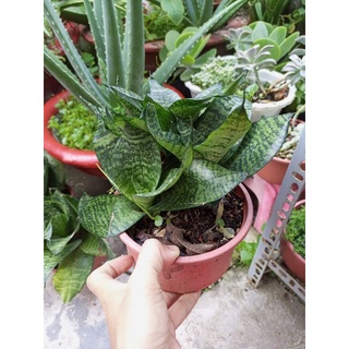 Bụi cây lưỡi hổ (cao khoảng 18cm)