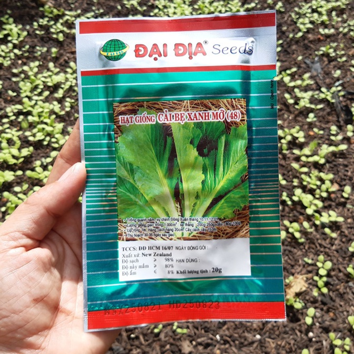 Hạt Giống CẢI BẸ XANH MỞ- Gói 20g: Phát Triển Mạnh, Kháng Sâu Bệnh, Trồng Được Quanh Năm