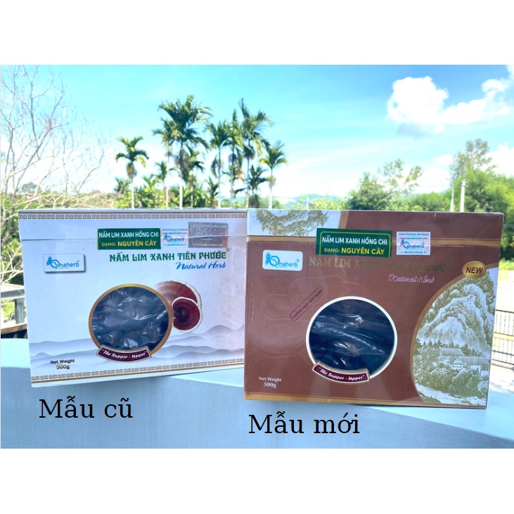Nấm Lim Xanh nguyên cây 500 gram