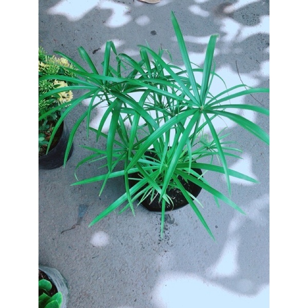 Cây thủy trúc - cây giống có rễ