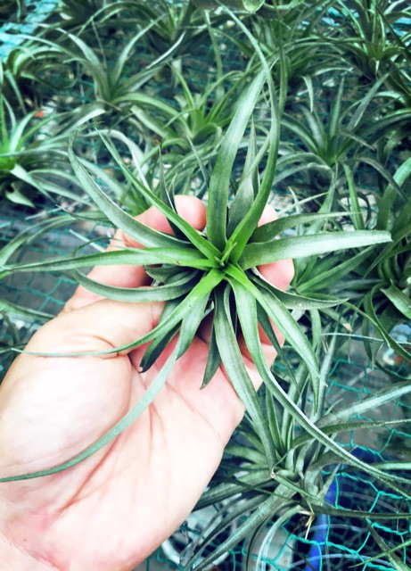 Cây không khí Tillandsia brachycaulos