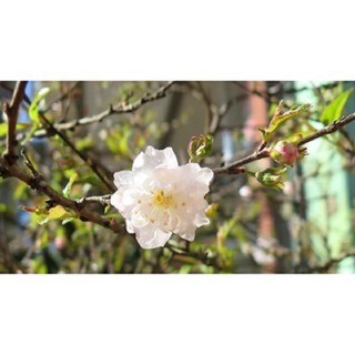 BẦU CÂY GIỐNG HOA NHẤT CHI MAI (HOA MAI TRẮNG)