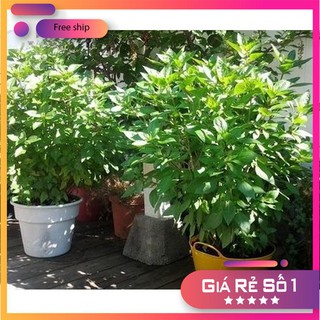 Hạt giống Rau quế