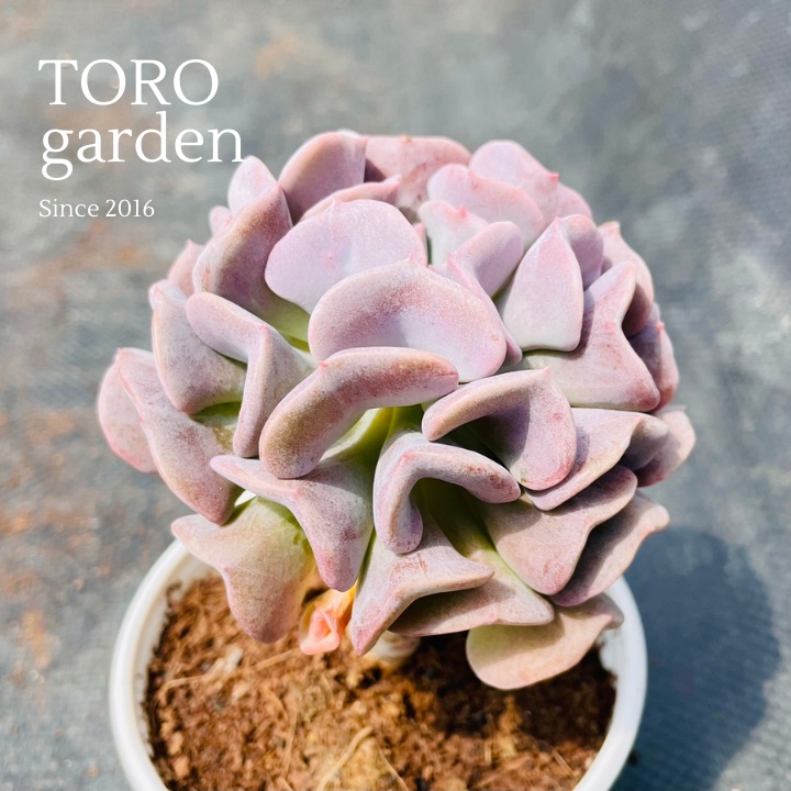 Sen đá cúc tím cổ thụ Đà Lạt size trung bình cây cảnh trang trí nhà cửa Toro garden
