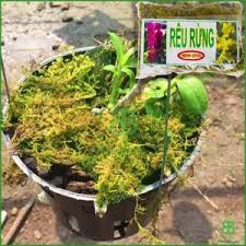 Rêu rừng trồng lan Newzita