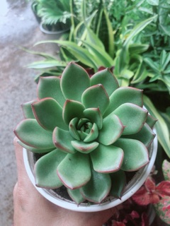 Sen Đá Viền Đỏ