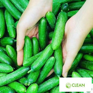 Giống Dưa chuột Baby (MV)