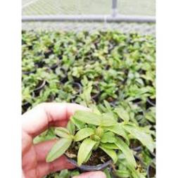 Sản phẩm Cốc phi điệp 5 cánh trắng HO (HIỂN OANH) (5ct)- hàng gieo hạt - hoa xổ số - hoa siêu đẹp gi