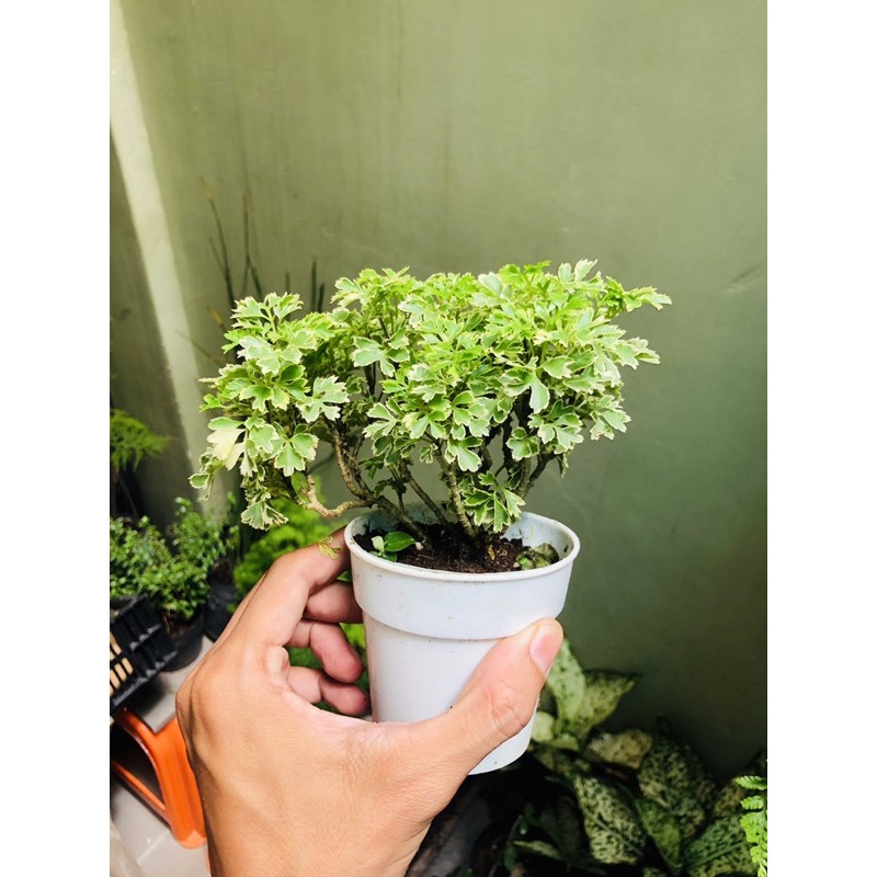 Đinh lăng cẩm thạch