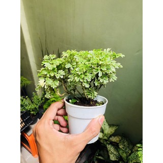 Đinh lăng cẩm thạch