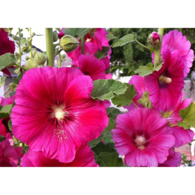 Hạt giống hoa Mãn Đỉnh Hồng đơn mix nhiều màu