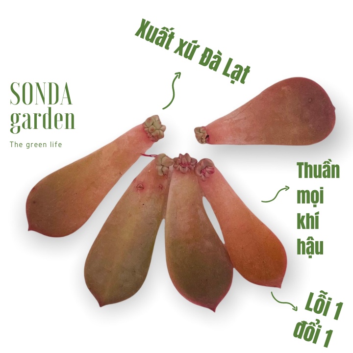 5 mầm sen đá hồng quế SONDA GARDEN, xuất xứ Đà Lạt, khoẻ đẹp, lỗi 1 đổi 1