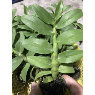 Phi Điệp 5 Cánh Trắng (5ct) Phú Thọ gieo hạt