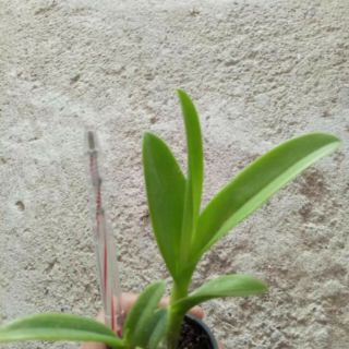 Các loại nắng cây giống