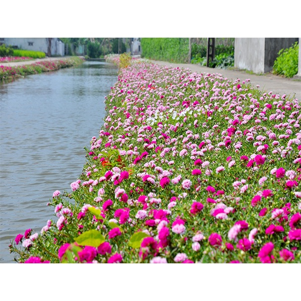SALE 1K - hạt giống hoa mười giờ Mỹ kép nhiều màu sai hoa nở sớm lâu tàn túi zip
