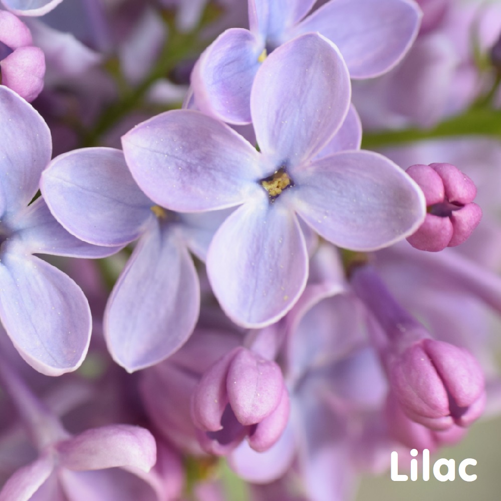 Tinh dầu hoa Tử Đinh Hương Lilac Essential Oil