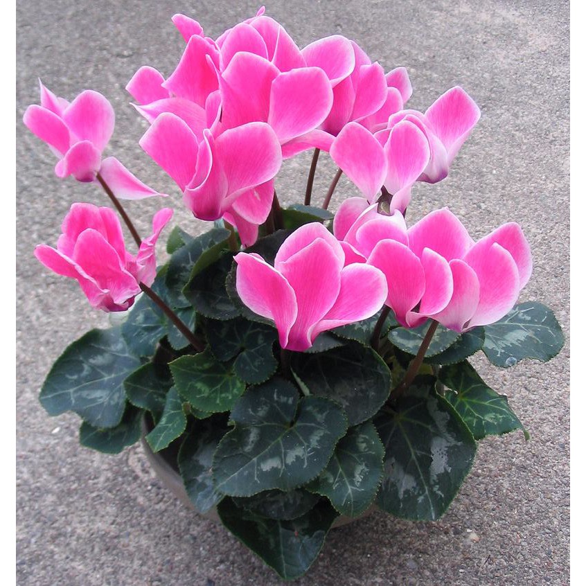 Hạt giống Hoa anh thảo mix
