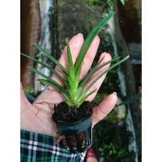 Lan kiếm 🍀freeship🍀 kiếm phan trí - xanh huế - vàng tây ninh