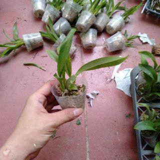 Hoa phong lan vũ nữ bút chì