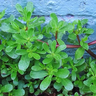 Hạt giống rau sam Phú Nông 2 gr