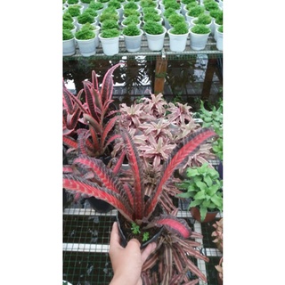 Cây Dứa Hồng Phụng
