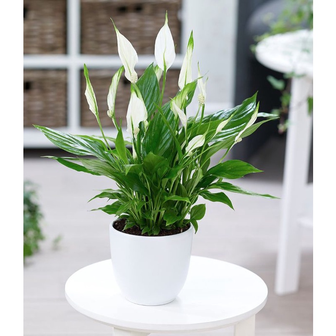 ♧♧ Cây Lan Ý giúp thanh lọc không khí