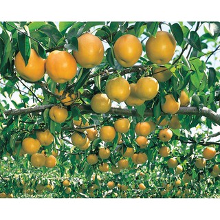 2 CÂY LÊ HÀN QUỐC GIỐNG