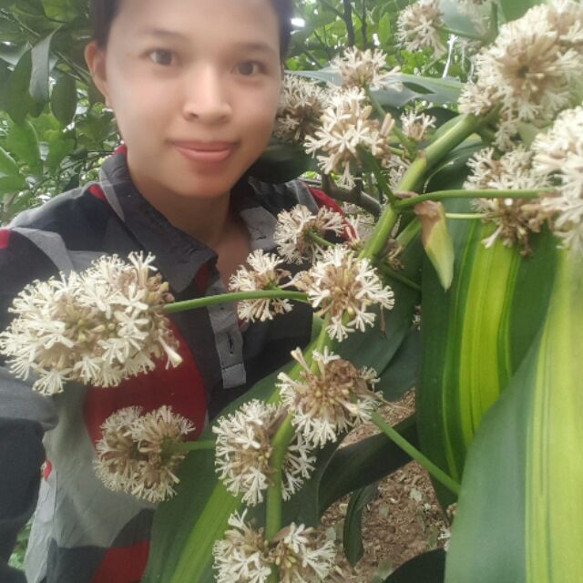 Thiết mộc lan