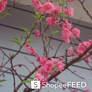 Cây giống hoa đào bích cánh kép