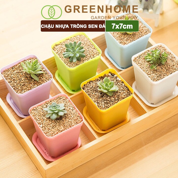 Bộ 5 Chậu nhựa trồng sen đá, 7x7cm, bền, đẹp, màu sắc hiện đại, màu ngẫu nhiên, không dĩa |Greenhome