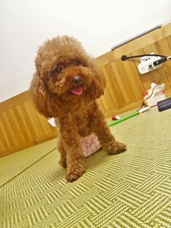 Bỉm (tã lót) cho các Boss 🐶🐱