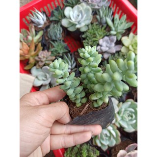 Sen đá chuỗi ngọc bi cánh tròn, cánh dài, chuỗi ngọc đứng (Đọc mô tả) Sedum morganianum