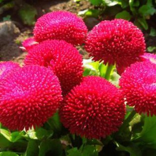 200 hạt giống cúc anh màu đỏ
