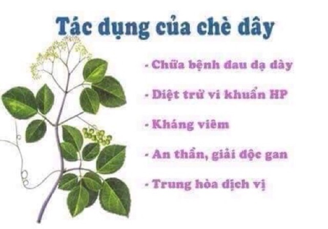 1 Kg Chè dây rừng Tây Bắc Chuẩn xịn Giá tốt nhất