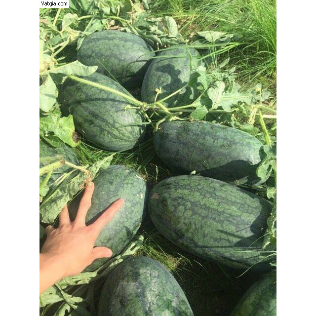 Hạt giống dưa hấu F1 loại siêu ngọt dễ trồng năng suất cao chống sâu bệnh ( 50gam , 100gam ,200gam )