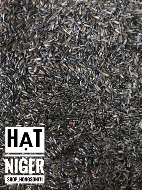 Hạt niger cho chim yến