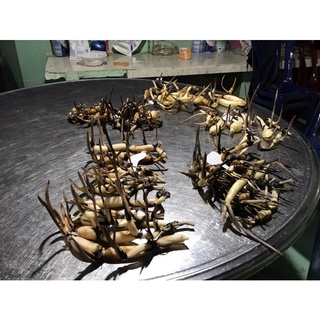 Hoa sen mini trắng cánh kép