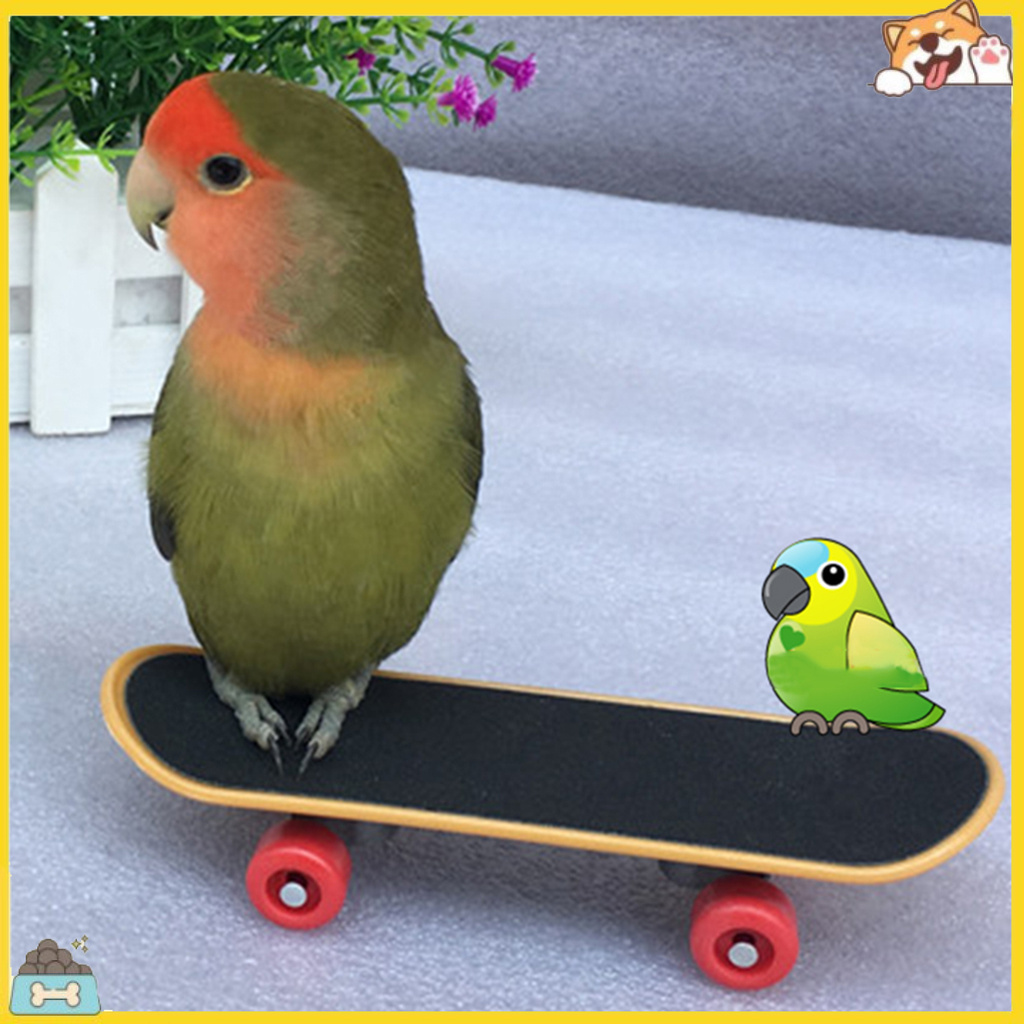 Ván trượt mini siêu bền cho vẹt
