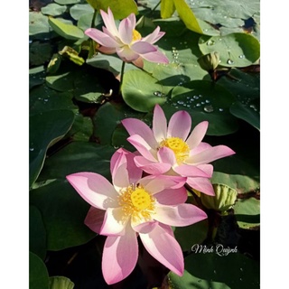 Củ sen Pink Cherry