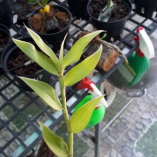 Lan hạt vỹ lá biên phát tài