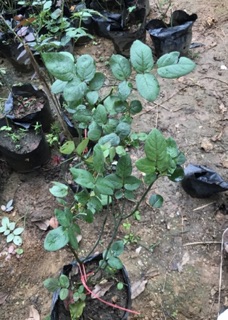 Cây hồng đỏ pháp