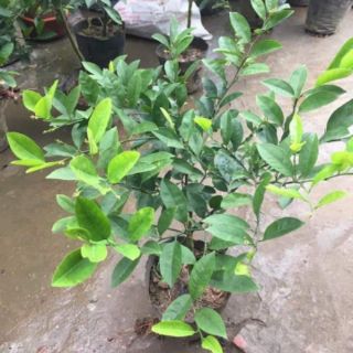 CHANH TỨ QUÝ  SẴN QUẢ