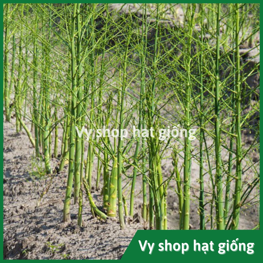 Hạt giống măng tây xanh Thái Lan nguyên gói 40 hạt