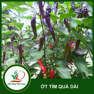 Hạt giống Ớt tím dài (hạt tự thu) - 15 hạt