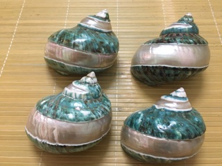 Vỏ ốc xà cừ xanh