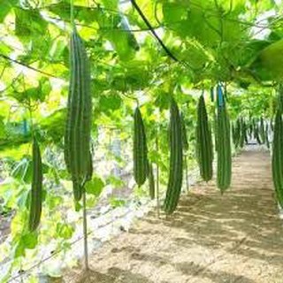 Hạt giống mướp khía 10 hạt